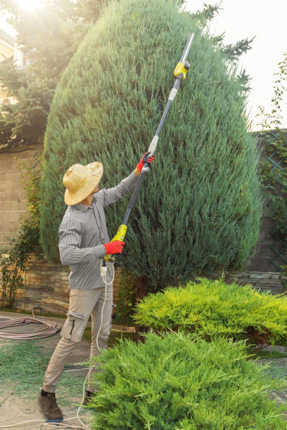 Best Tree Removal Services  in Tahoe Vista, CA